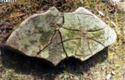 O18.jpg (11618 bytes)