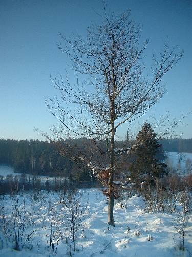 Humpolák na běžkách - leden 2006