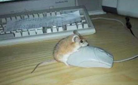 Myš na myš