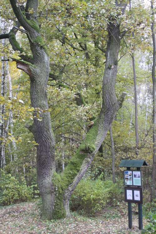Dub u kaple sv. Anny se dočká ošetření Dub u kaple sv. Anny se dočká ošetření