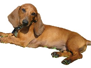 HLEDÁ SE ARBY HLEDÁ SE ARBY