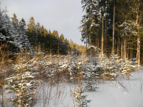 Bílá stopa Humpolec - 16.2.2012 Bílá stopa Humpolec - 16.2.2012