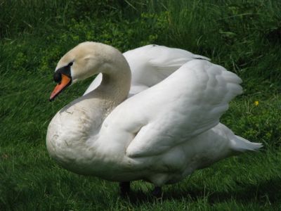 Labutě přimrznou jen výjimečně  Labutě přimrznou jen výjimečně