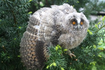 Mladý kolouš ušatý Mladý kolouš ušatý