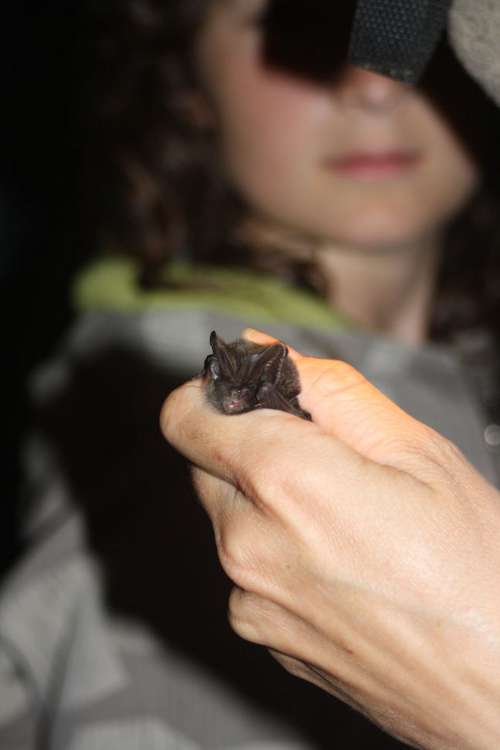 Druhý ročník Netopýří noci na hradě Lipnice proběhne 25. 8. 2012 Druhý ročník Netopýří noci na hradě Lipnice proběhne 25. 8. 2012