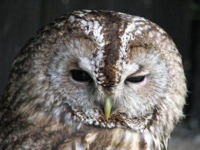 pustik.jpg pustik.jpg