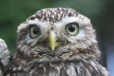 Neslyšeli jste sýčka? - Zelené srdce Neslyšeli jste sýčka? - Zelené srdce