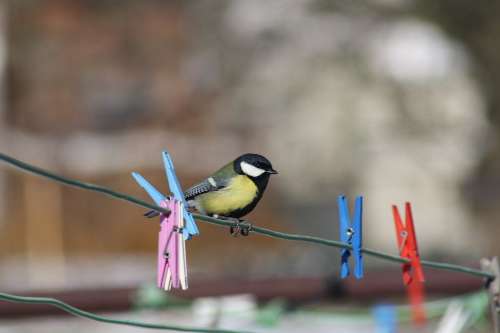Za ptačími hlasy na Křemešník Za ptačími hlasy na Křemešník