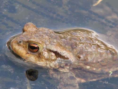 Dejte žábě šanci Dejte žábě šanci