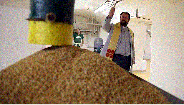 V Rajhradě klíčí ječmen do ležáků pro humpolecký pivovar Bernard