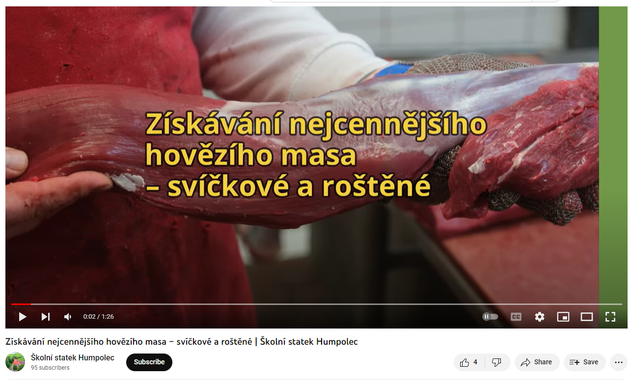 Video o Humpolci: Školní statek Humpolec: Získávání nejcennějšího hovězího masa – svíčkové a roštěné