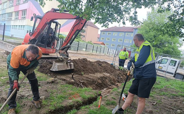 Čistý řez. Lípy Na Skalce v Humpolci ochrání odborník s pilou