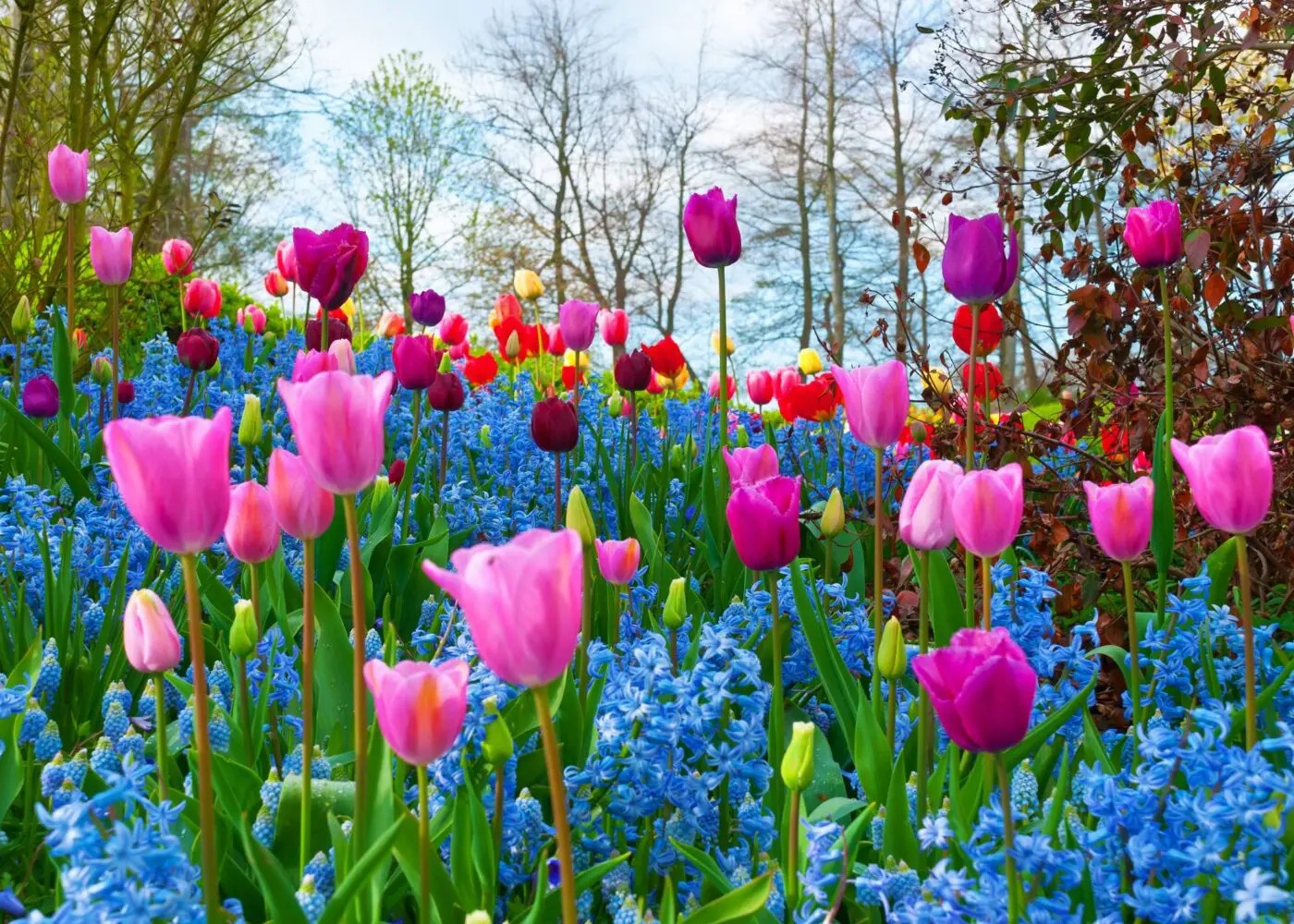 Jarní burza rostlin