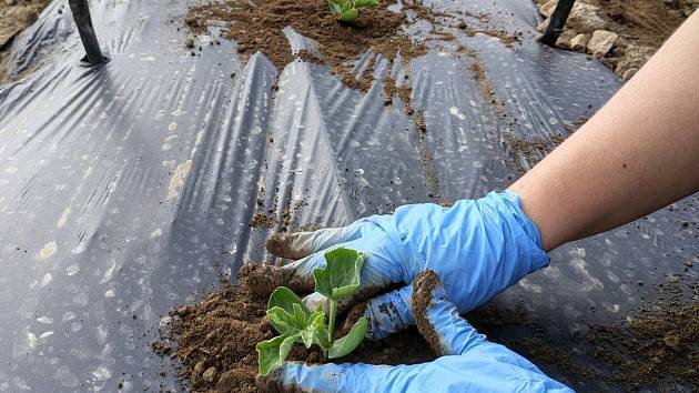 Odvážná plodina je hitem. Farma u Pelhřimova chystá pole plné tisíců sazenic