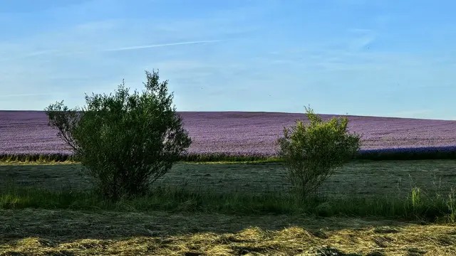 Dotek legendární Provence. Fialové pole u Cerekve září do dáli